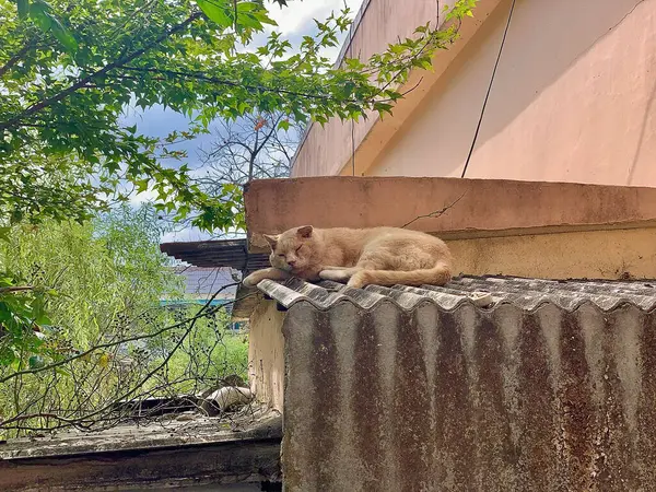 Kedi yerde oturuyor.