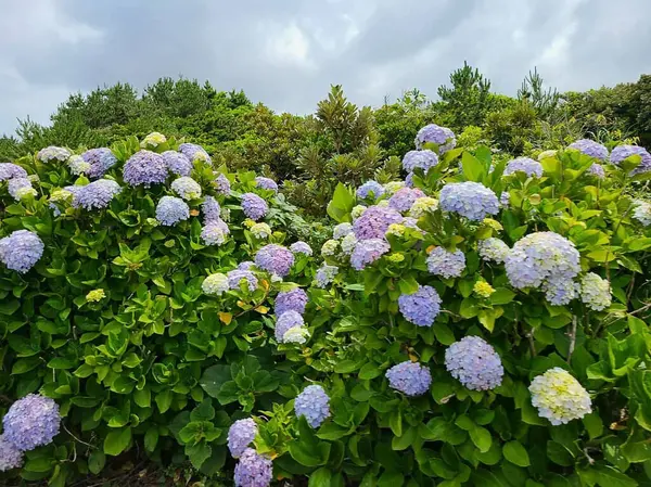 Bahçedeki güzel çiçekler