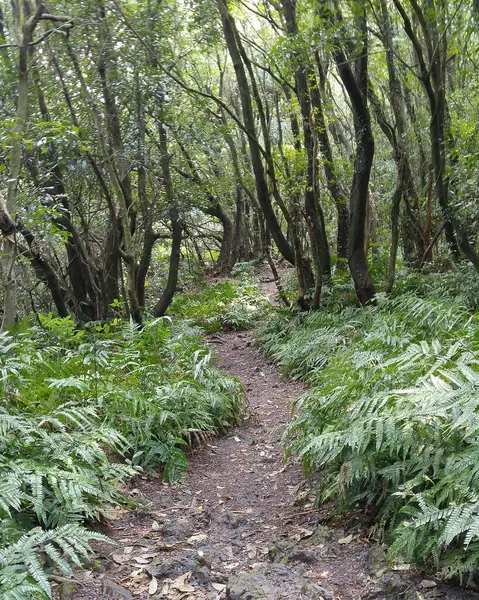 Ormanın güzel manzarası