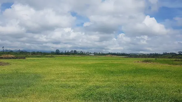 Pirinç tarlası ve bulutlu gökyüzü olan güzel bir manzara.