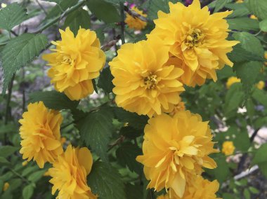 Bahçedeki sarı çiçek