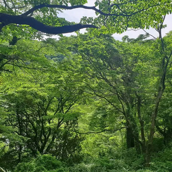 Yeşil ağaçlar ve yapraklarla güzel bir manzara.