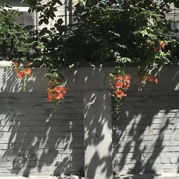 Bahçedeki güzel çiçekler