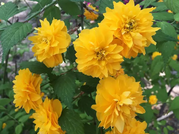 Bahçedeki sarı çiçek