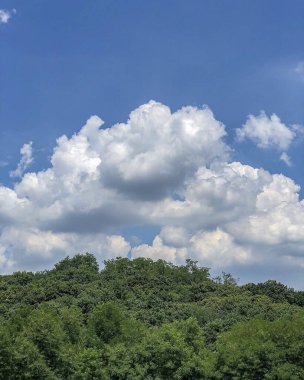 Ormanda yeşil çimenler