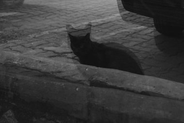 Sokakta siyah beyaz kedi