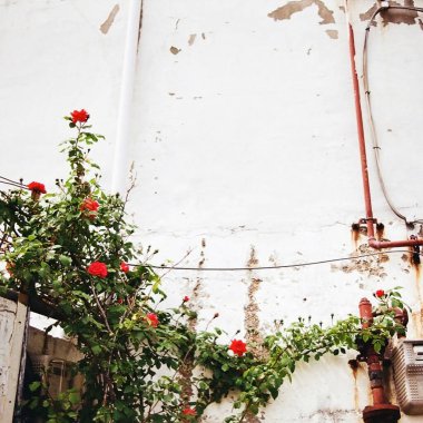 Bahçedeki güzel kırmızı çiçekler