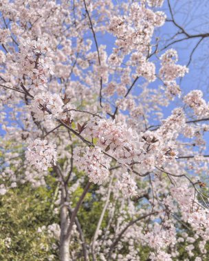 Bahçede güzel bahar çiçekleri