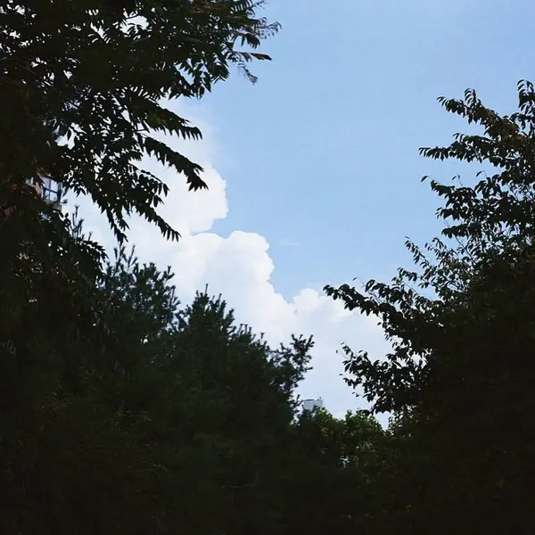 Ormanın güzel manzarası