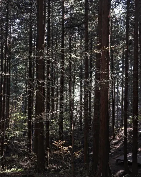 Dağlardaki güzel orman