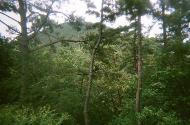 Dağlardaki yeşil orman