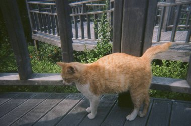 Sokaktaki sevimli kedi.