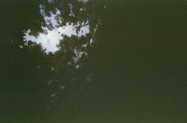 yeşil yapraklar, bitki örtüsü ve doğa