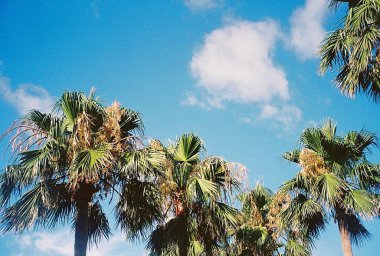 Hurma yaprağı, çiçek ve yapraklar.