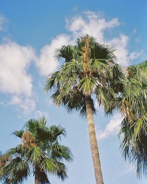 Mavi gökyüzü arkaplanlı palmiye ağacı