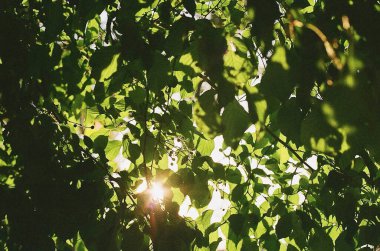 Güzel botanik fotoğrafı, doğal duvar kağıdı.