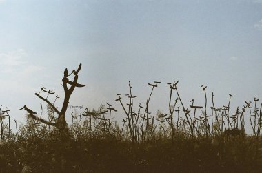 açık hava manzarasının resimsel görüntüsü