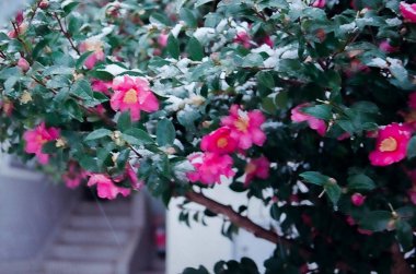 Bahçedeki güzel çiçekler