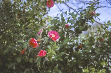 Bahçedeki güzel çiçekler