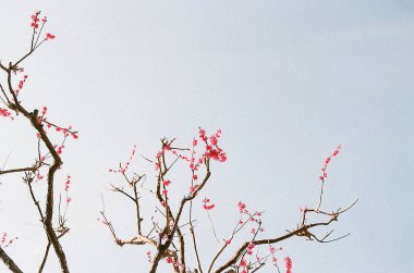 Güzel botanik fotoğrafı, doğal duvar kağıdı.