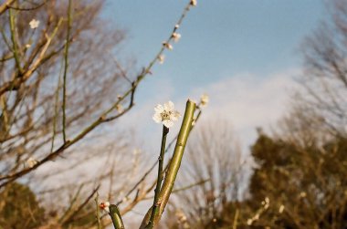 Güzel botanik fotoğrafı, doğal duvar kağıdı.