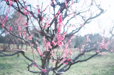 İlkbaharda pembe kiraz çiçeği