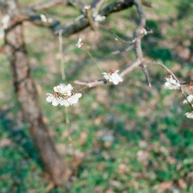 Bahçedeki güzel çiçekler