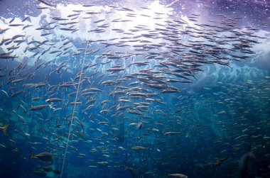 Mavi denizdeki balık okulu