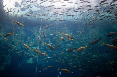 Akvaryumdaki balıkların sualtı çekimi