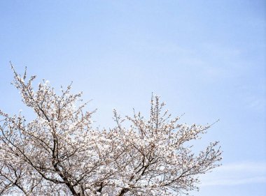 Ağaçtaki güzel bahar çiçekleri