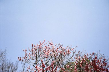 Baharda Kiraz Ağacı