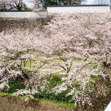 Japonya 'da kiraz çiçekleri, Tokyo