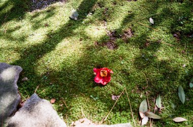 Bahçedeki güzel çiçekler