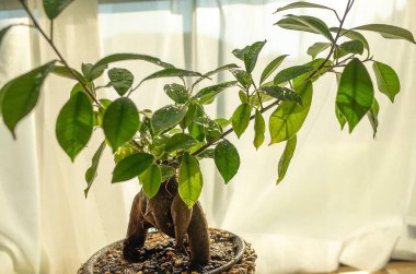 Genç bir bitkinin yakınında.