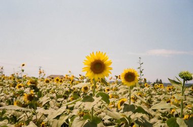 Yazın ayçiçeği tarlası
