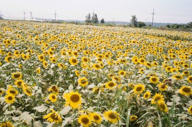 Yazın ayçiçeği tarlası