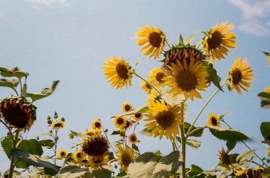 Bahçedeki ayçiçeği