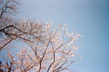 Güzel botanik fotoğrafı, doğal duvar kağıdı.