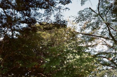 Ormanın güzel manzarası