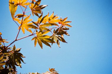 Güzel botanik fotoğrafı, doğal duvar kağıdı.