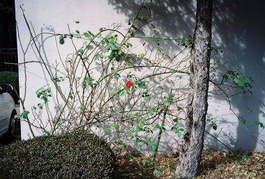 Şehir parkının güzel manzarası