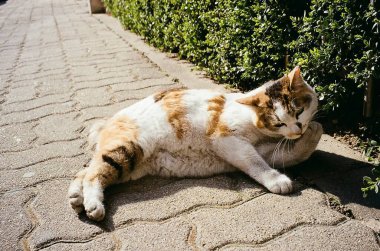 Kedi sokakta yatıyor..