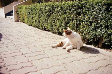 Kedi sokakta yatıyor.