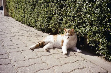 Güzel bir ev kedisi fotoğrafı.