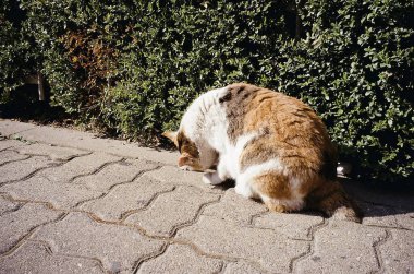 Sokaktaki kedi