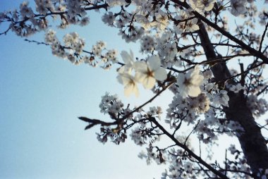 Ağaç dalları, doğa bitki örtüsü.