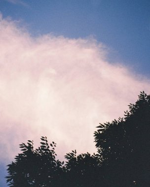 Güzel botanik fotoğrafı, doğal duvar kağıdı.