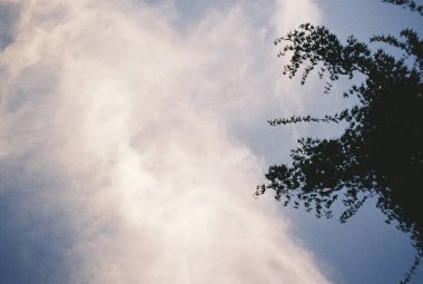 Ormanın güzel manzarası