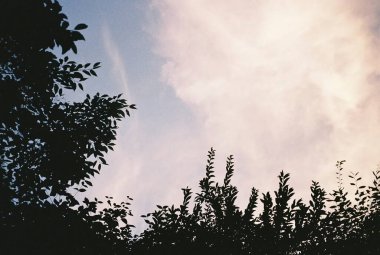 Ormanın güzel manzarası