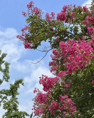 Bahçedeki güzel çiçekler